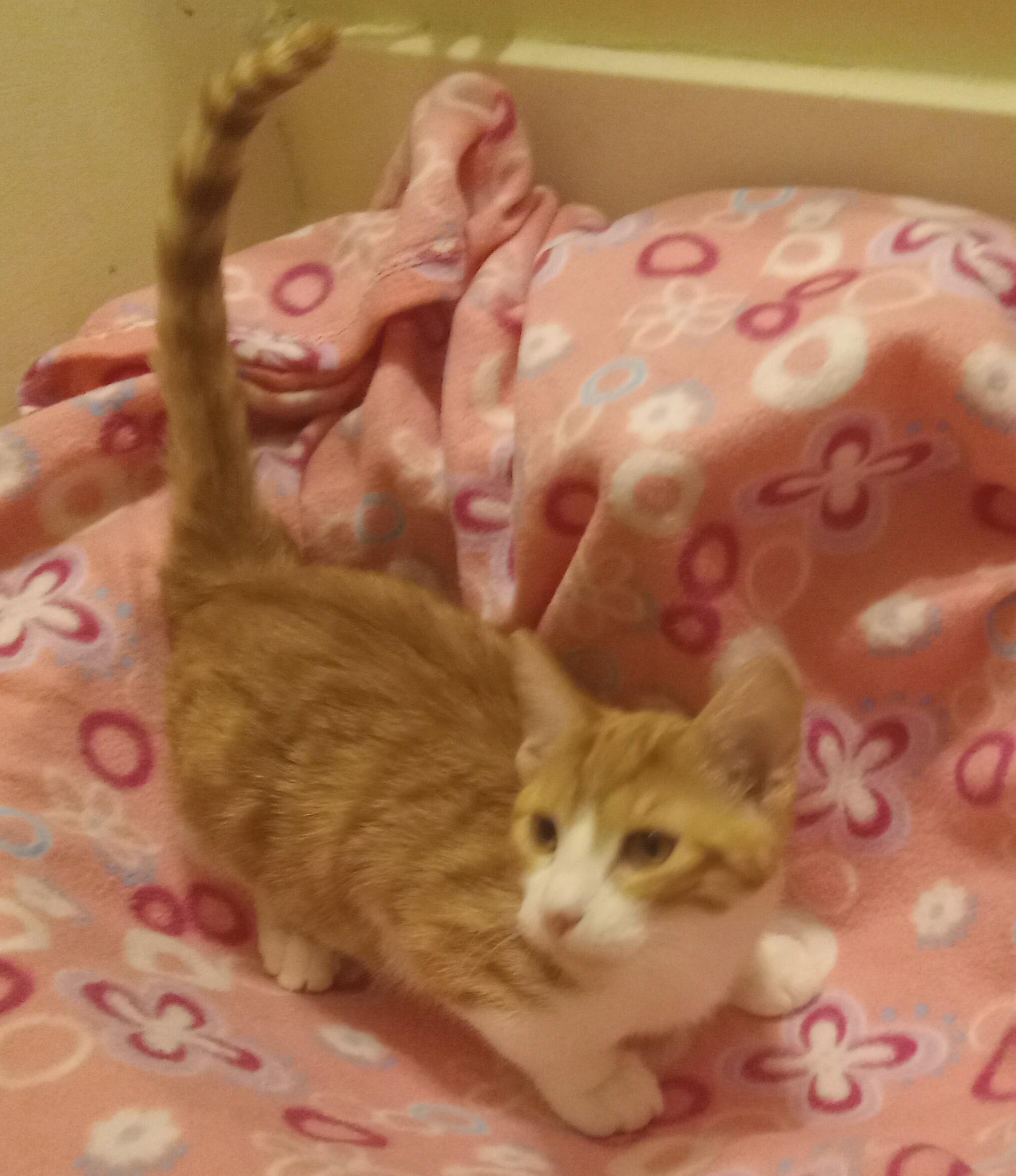 Enlarge Yellow Tail, a Adoptable Domestic Short Hair in Highland Park, NJ image 4/5