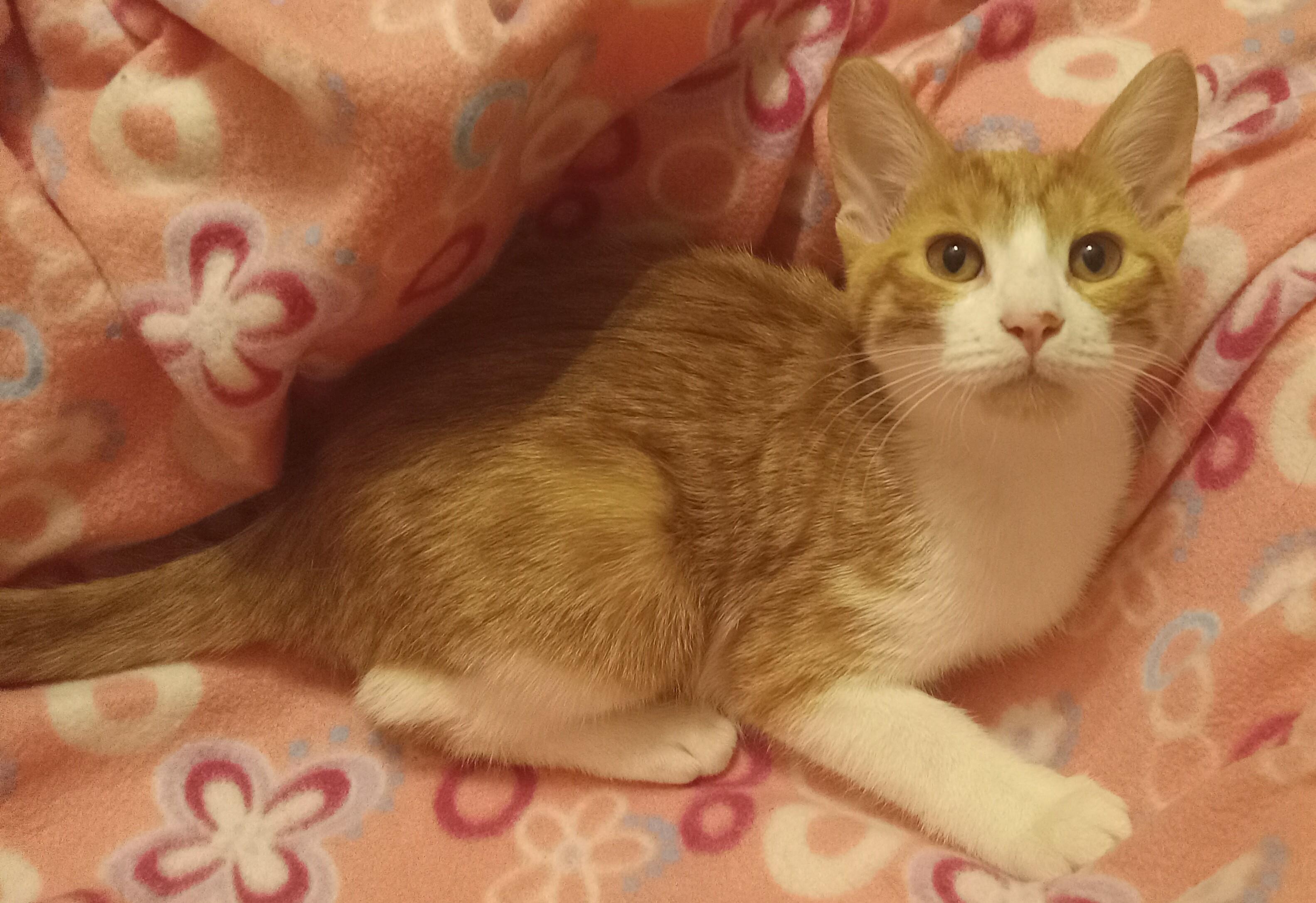 Yellow Tail, Adoptable, Kitten Female Domestic Short Hair.