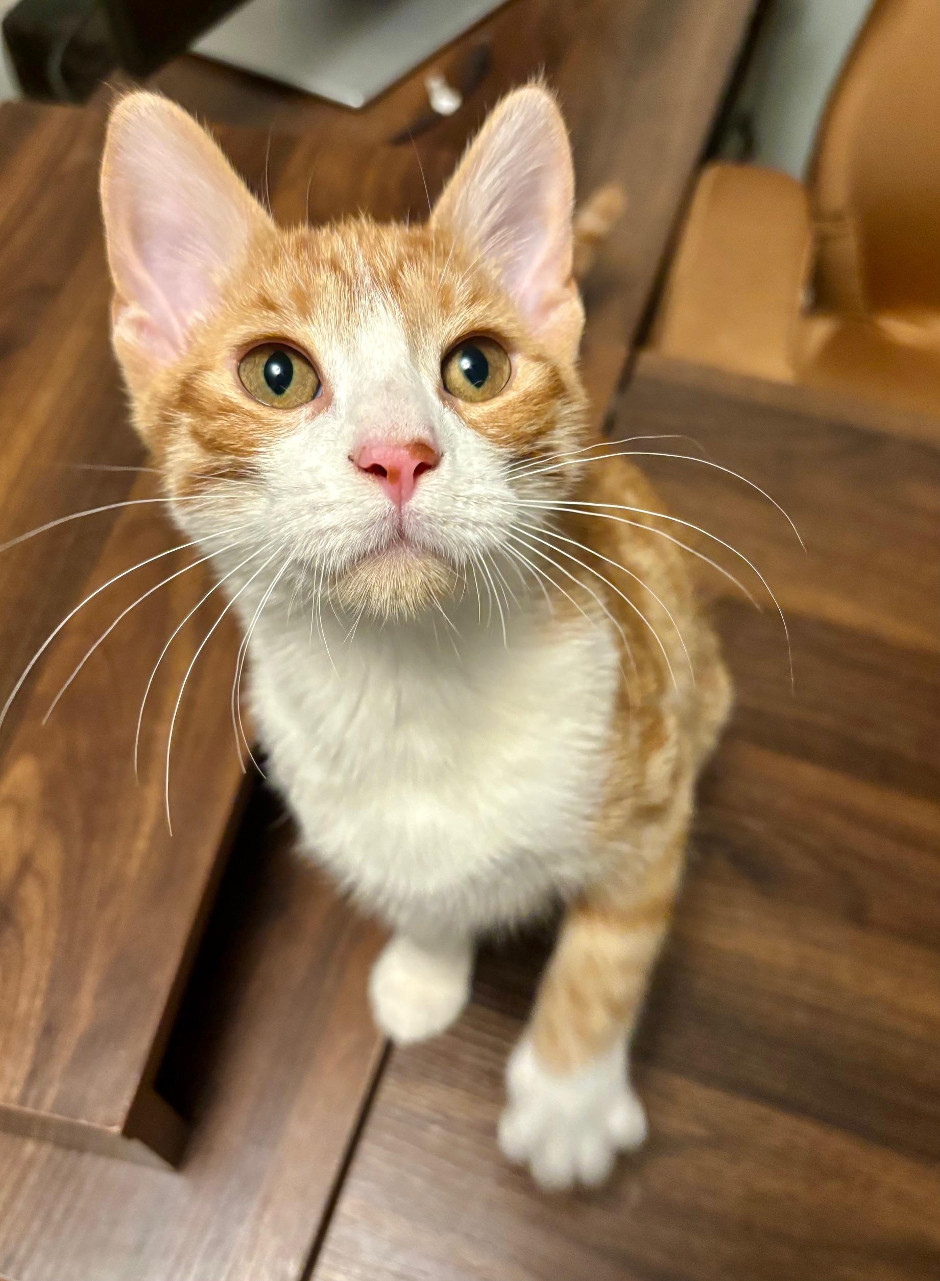 Yellow Tail, Adoptable, Kitten Female Domestic Short Hair.