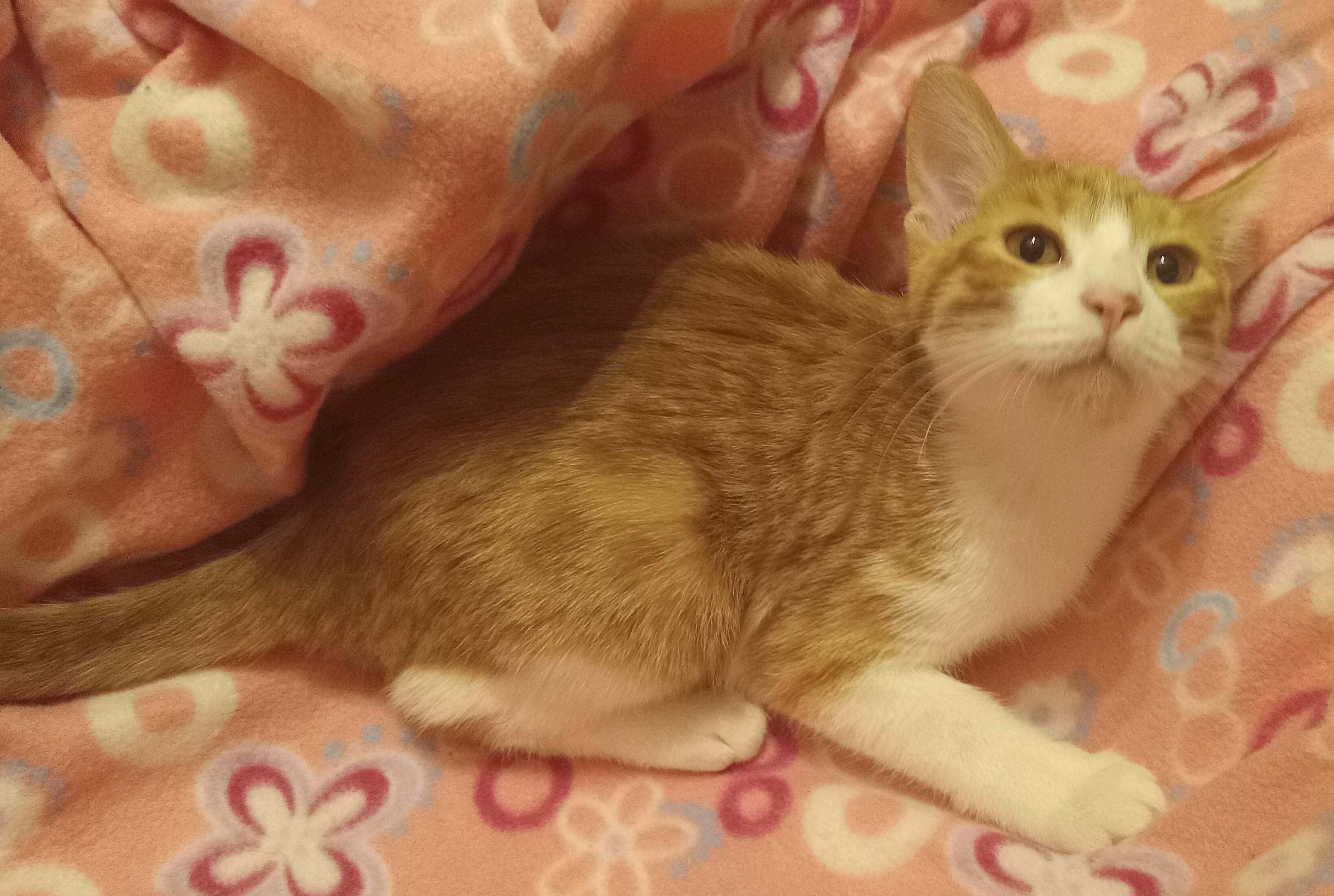 Enlarge Yellow Tail, a Adoptable Domestic Short Hair in Highland Park, NJ image 5/5