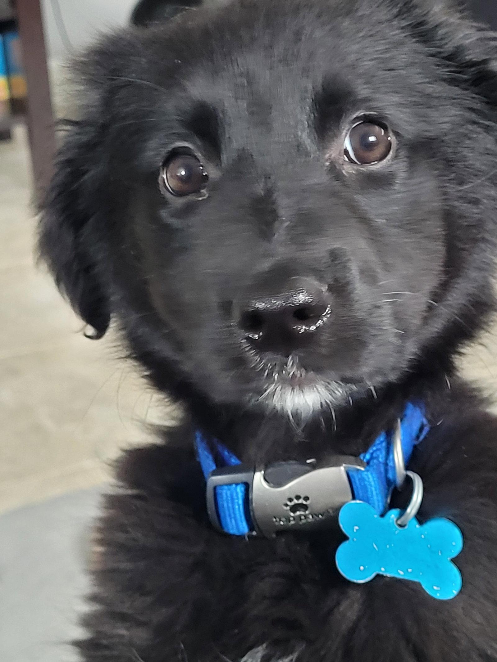 Do-Si-Do, Adoptable, Puppy Female Labrador Retriever & Border Collie.