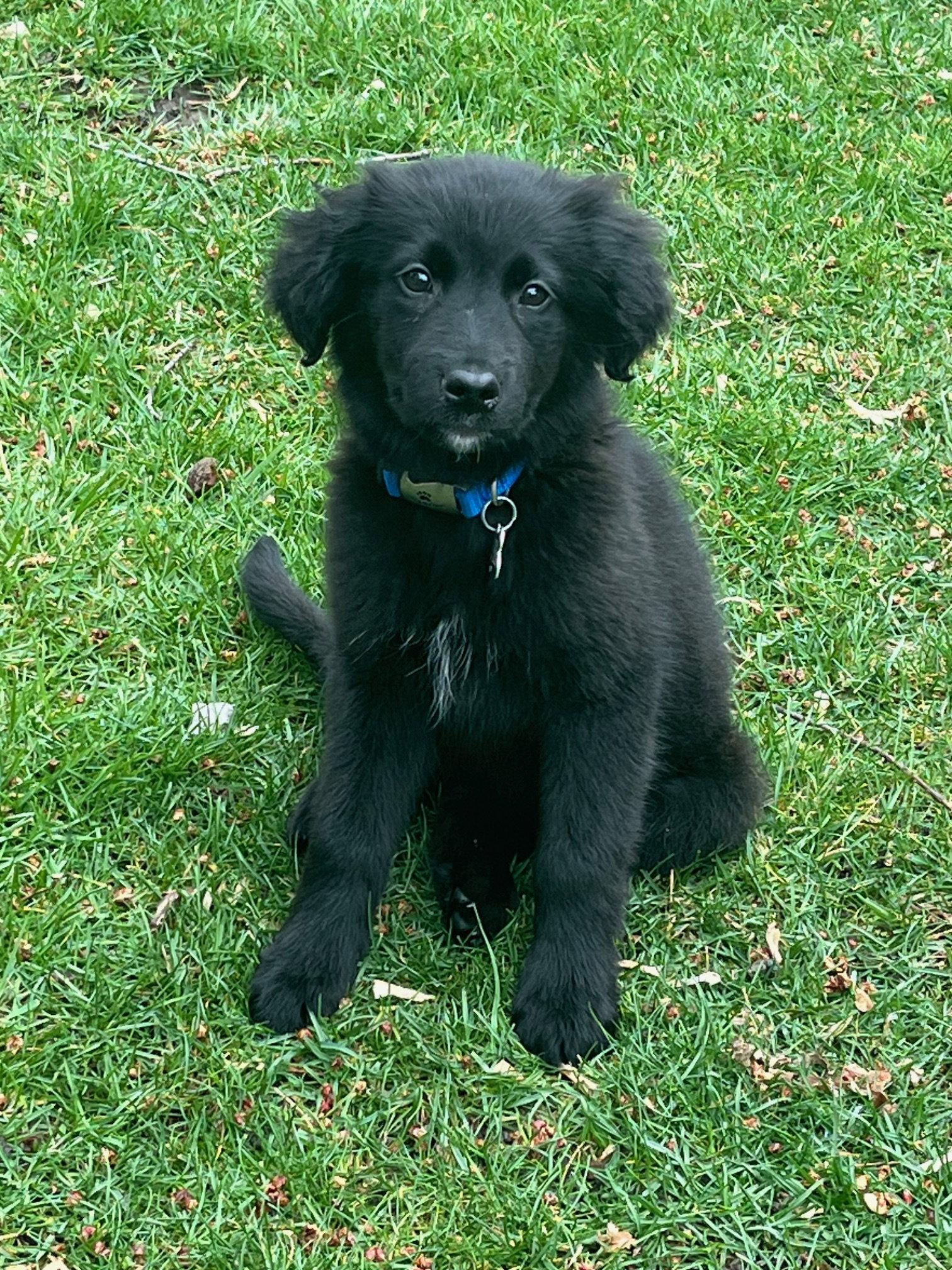 Enlarge Do-Si-Do, a Adoptable mixed breed in Hillside, IL image 2/3