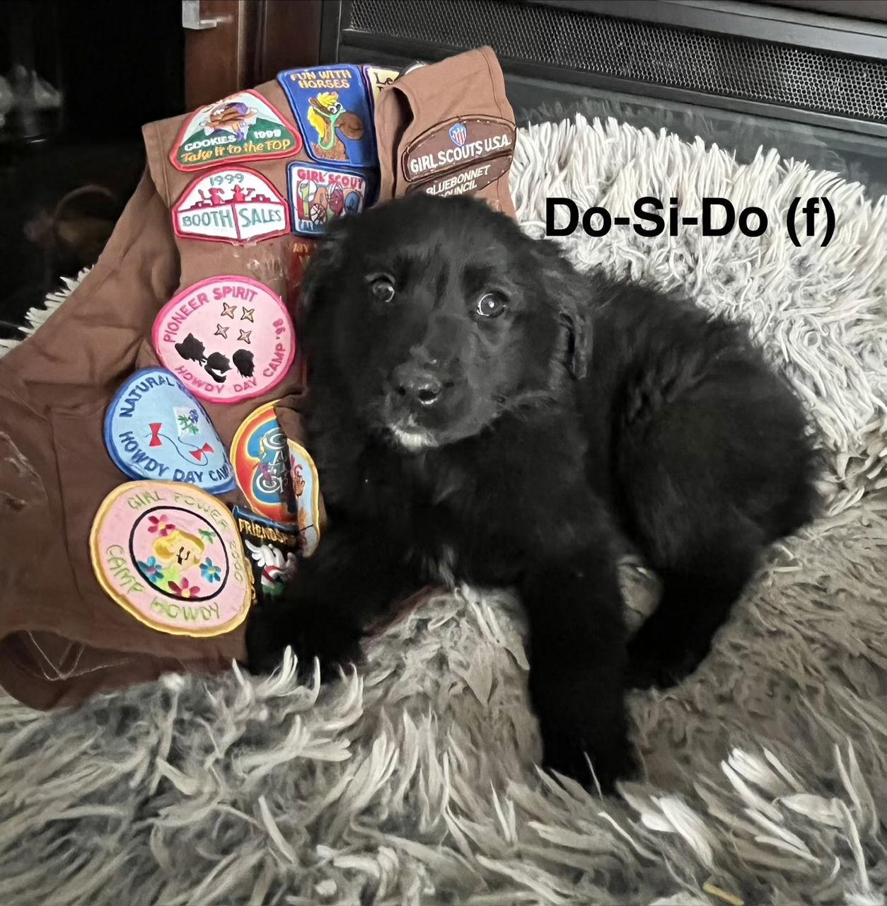 Enlarge Do-Si-Do, a Adoptable mixed breed in Hillside, IL image 1/1