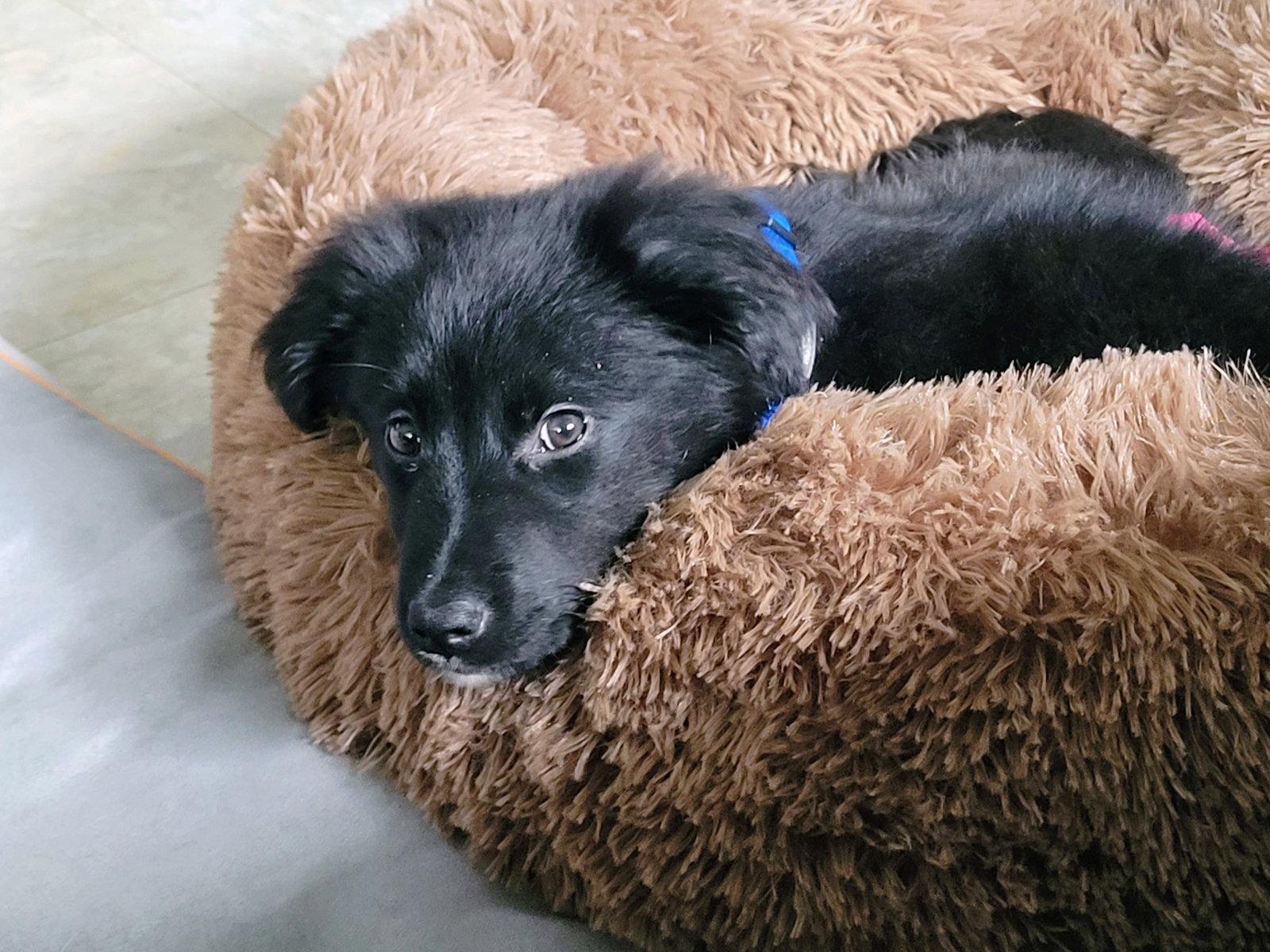 Enlarge Do-Si-Do, a Adoptable mixed breed in Hillside, IL image 3/3