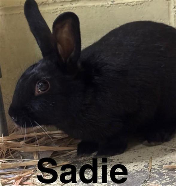 Enlarge SADIE, a Adoptable Bunny Rabbit in Anchorage, AK image 1/1
