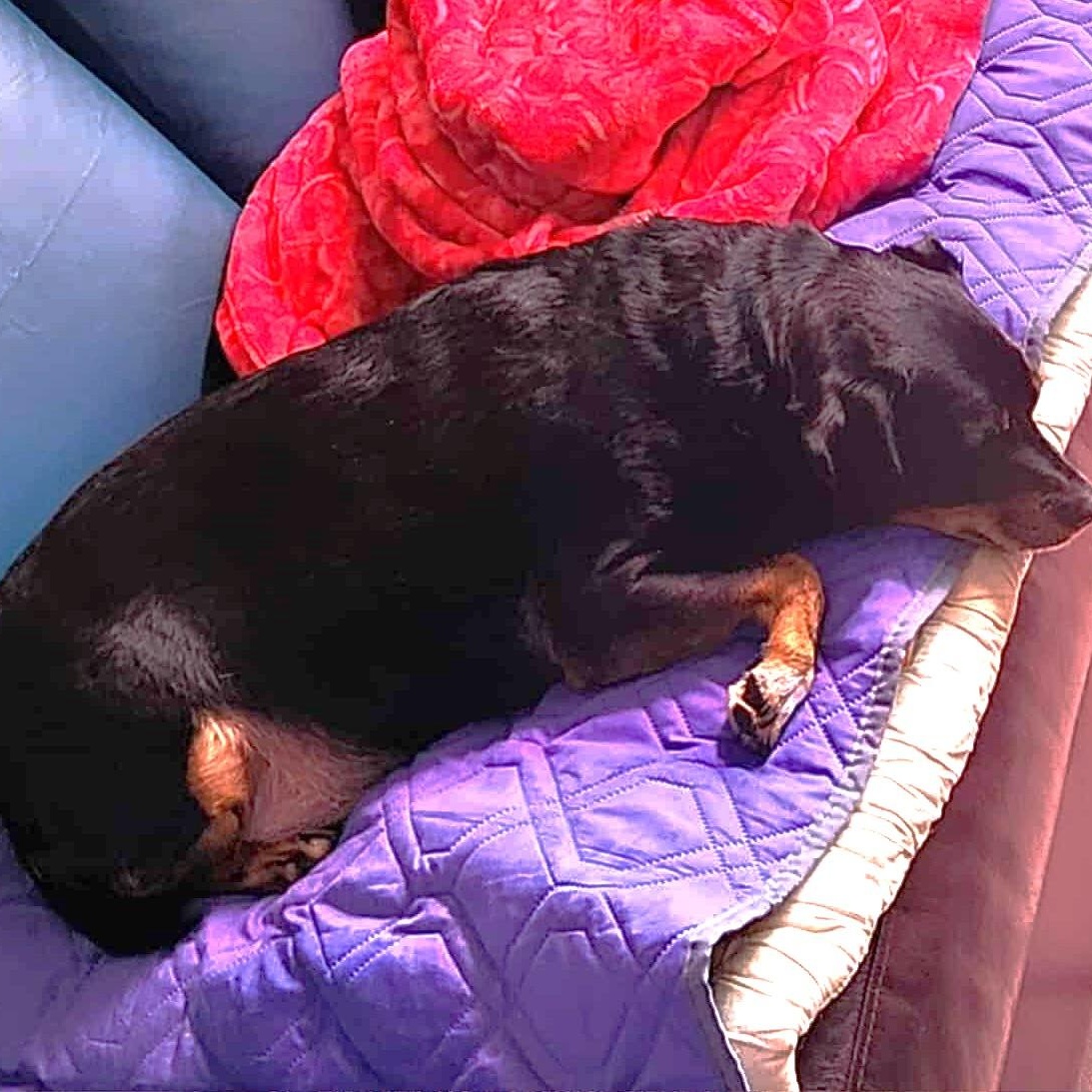 Enlarge Louie, a ADOPTABLE mixed breed in Scarborough, ON image 3/5