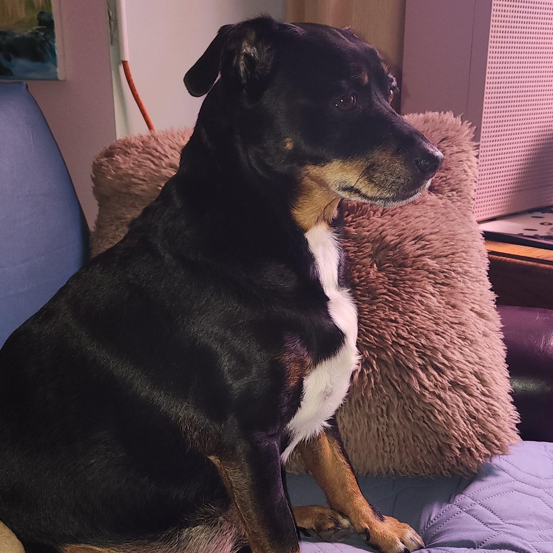 Enlarge Louie (UPDATED), a ADOPTABLE mixed breed in Scarborough, ON image 6/6