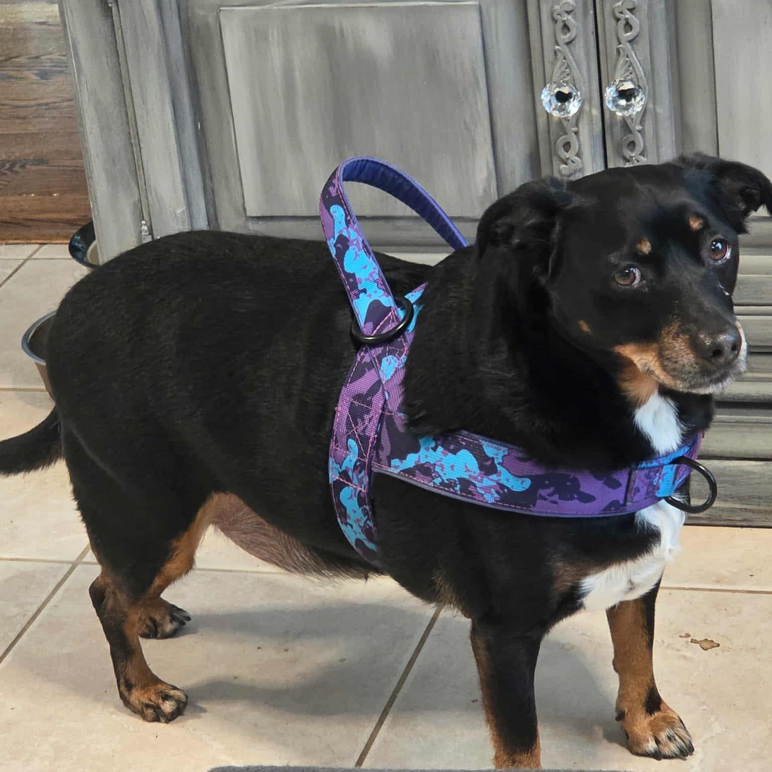 Louie, ADOPTABLE, Adult Male Miniature Pinscher.