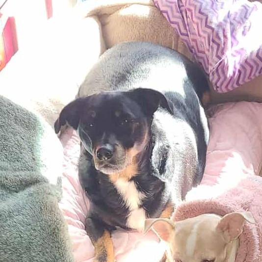 Enlarge Louie, a ADOPTABLE mixed breed in Scarborough, ON image 5/5