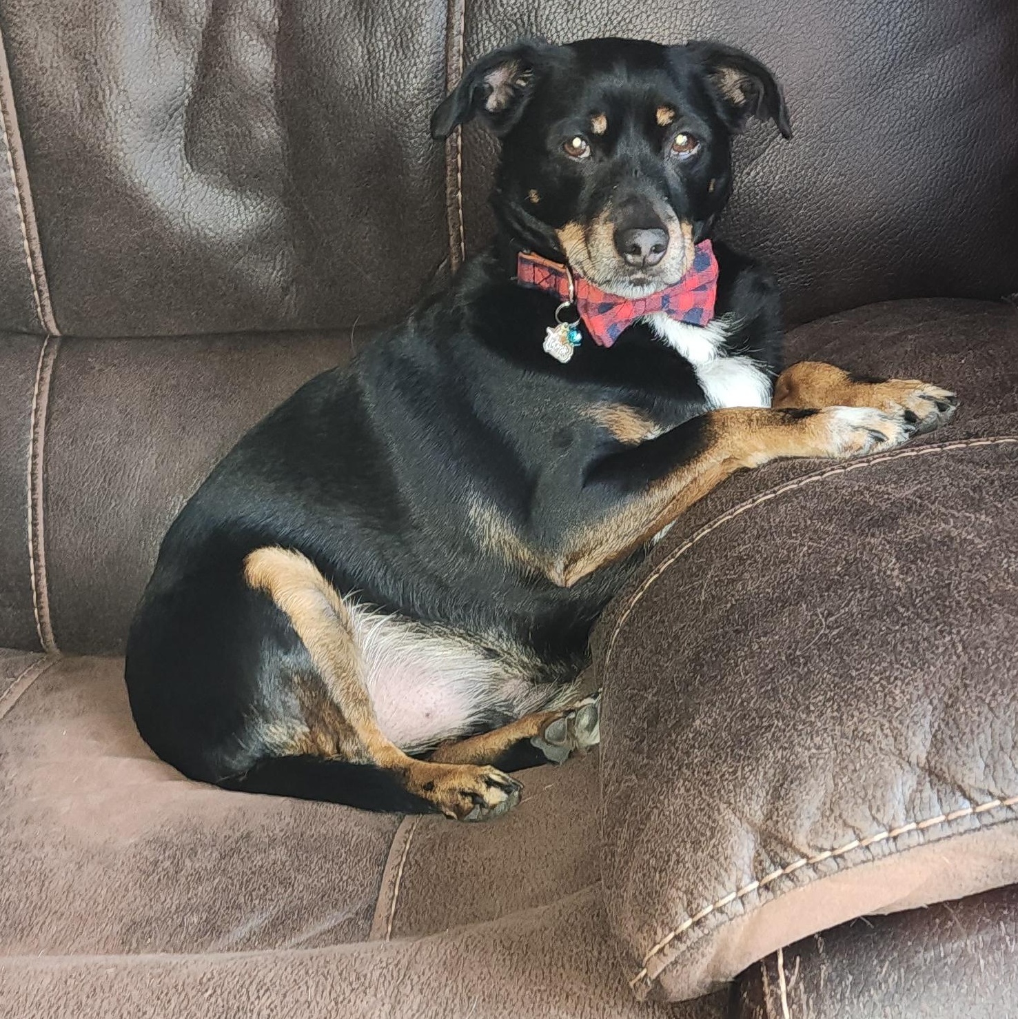 Louie (UPDATED), ADOPTABLE, Adult Male Miniature Pinscher.