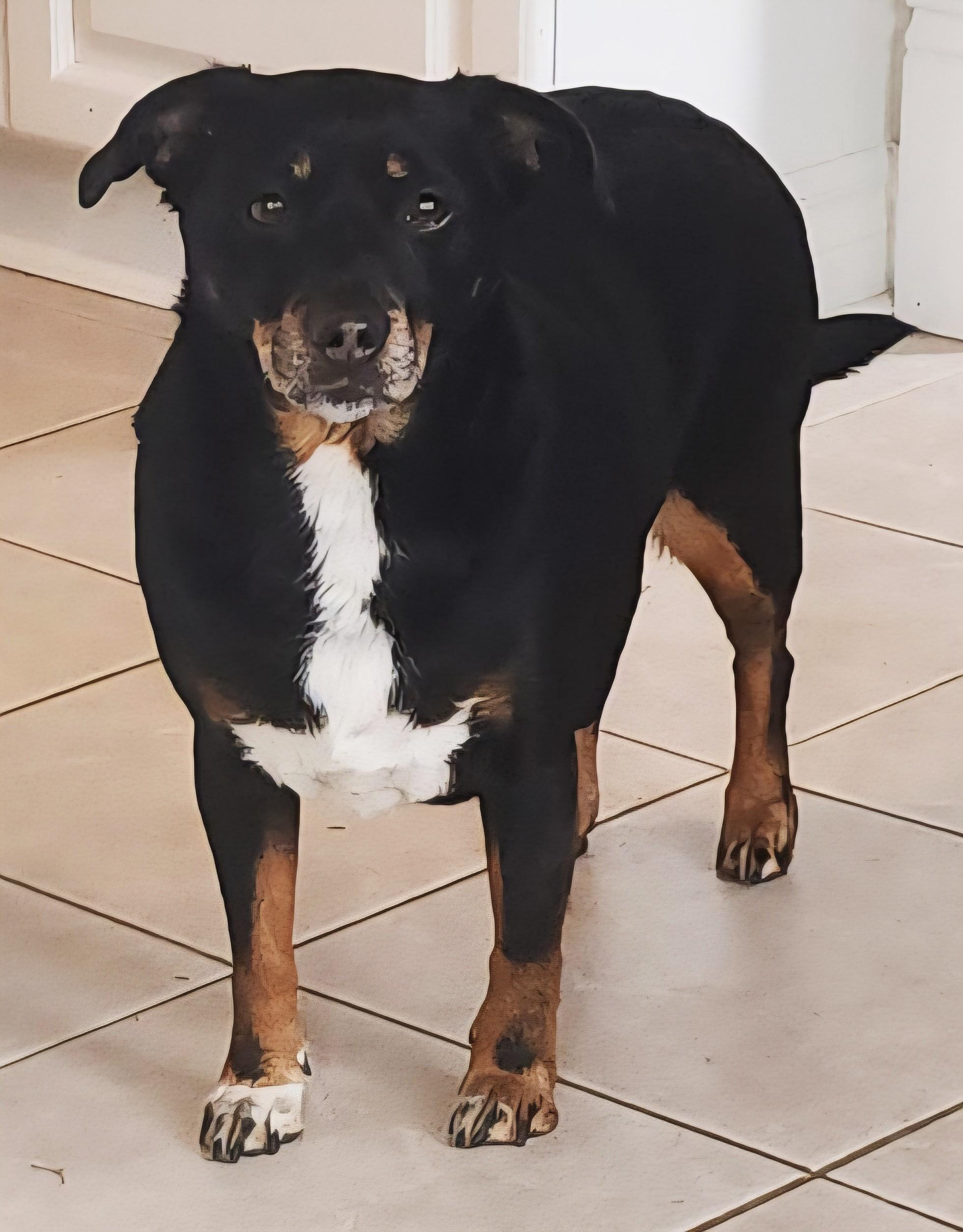 Enlarge Louie (UPDATED), a ADOPTABLE mixed breed in Scarborough, ON image 5/6