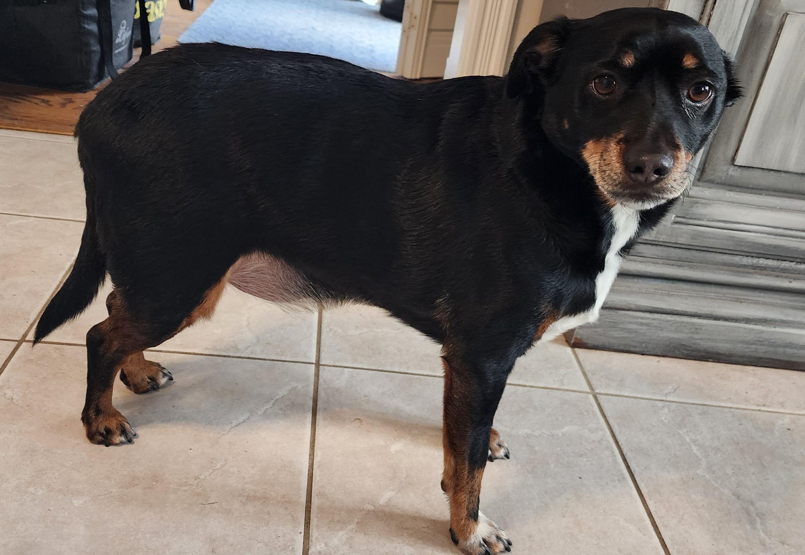 Enlarge Louie (UPDATED), a ADOPTABLE mixed breed in Scarborough, ON image 2/6