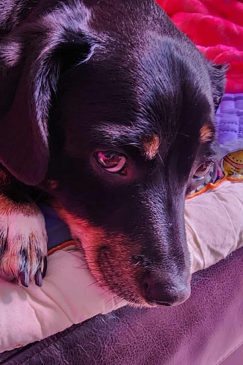 Enlarge Louie, a ADOPTABLE mixed breed in Scarborough, ON image 4/5