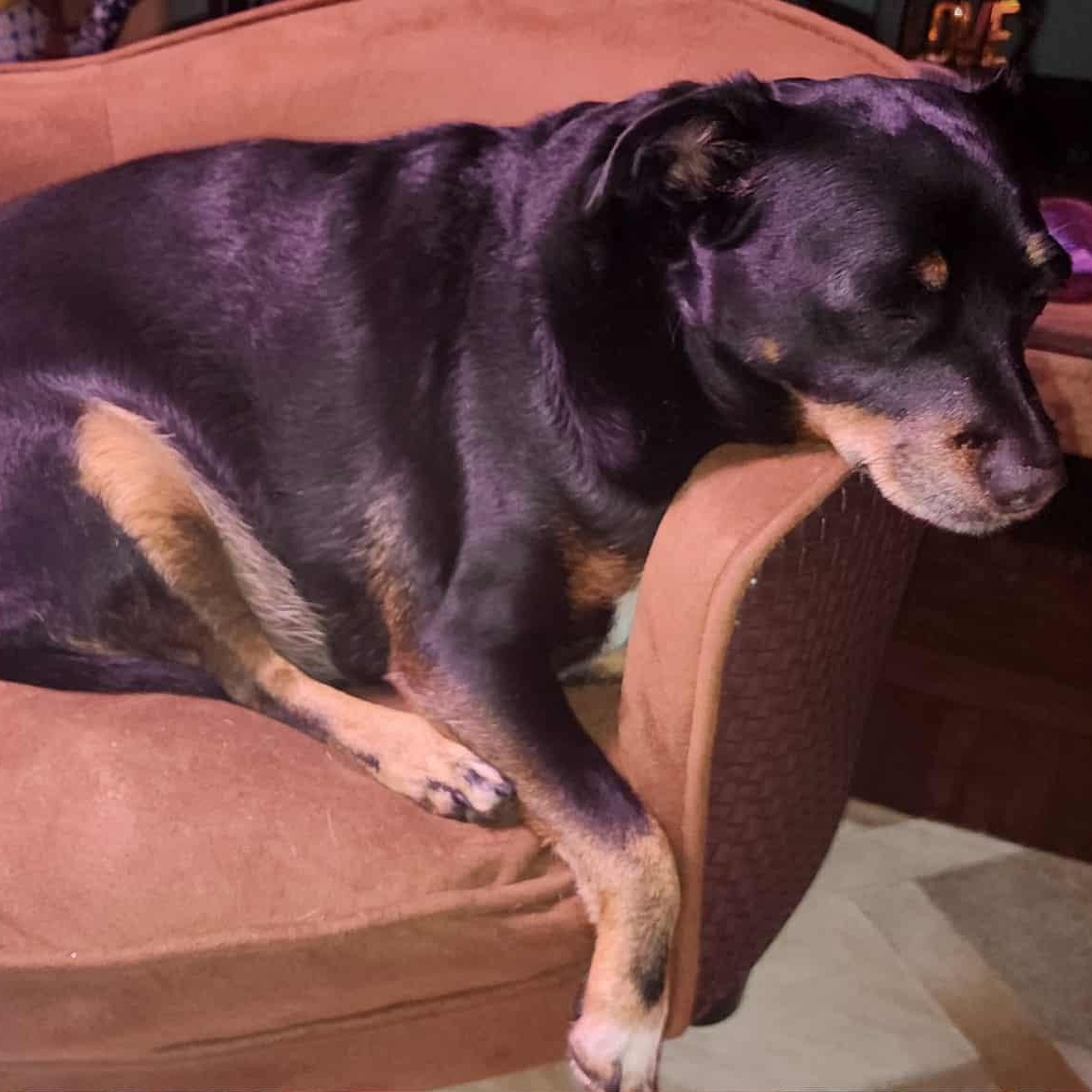 Louie, ADOPTABLE, Adult Male Miniature Pinscher.