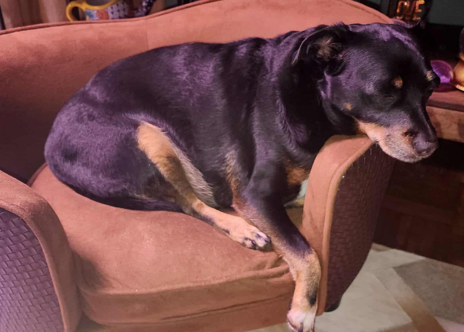 Enlarge Louie, a ADOPTABLE mixed breed in Scarborough, ON image 2/5