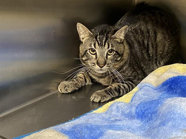 MAX, Adoptable, Adult Male Domestic Short Hair.