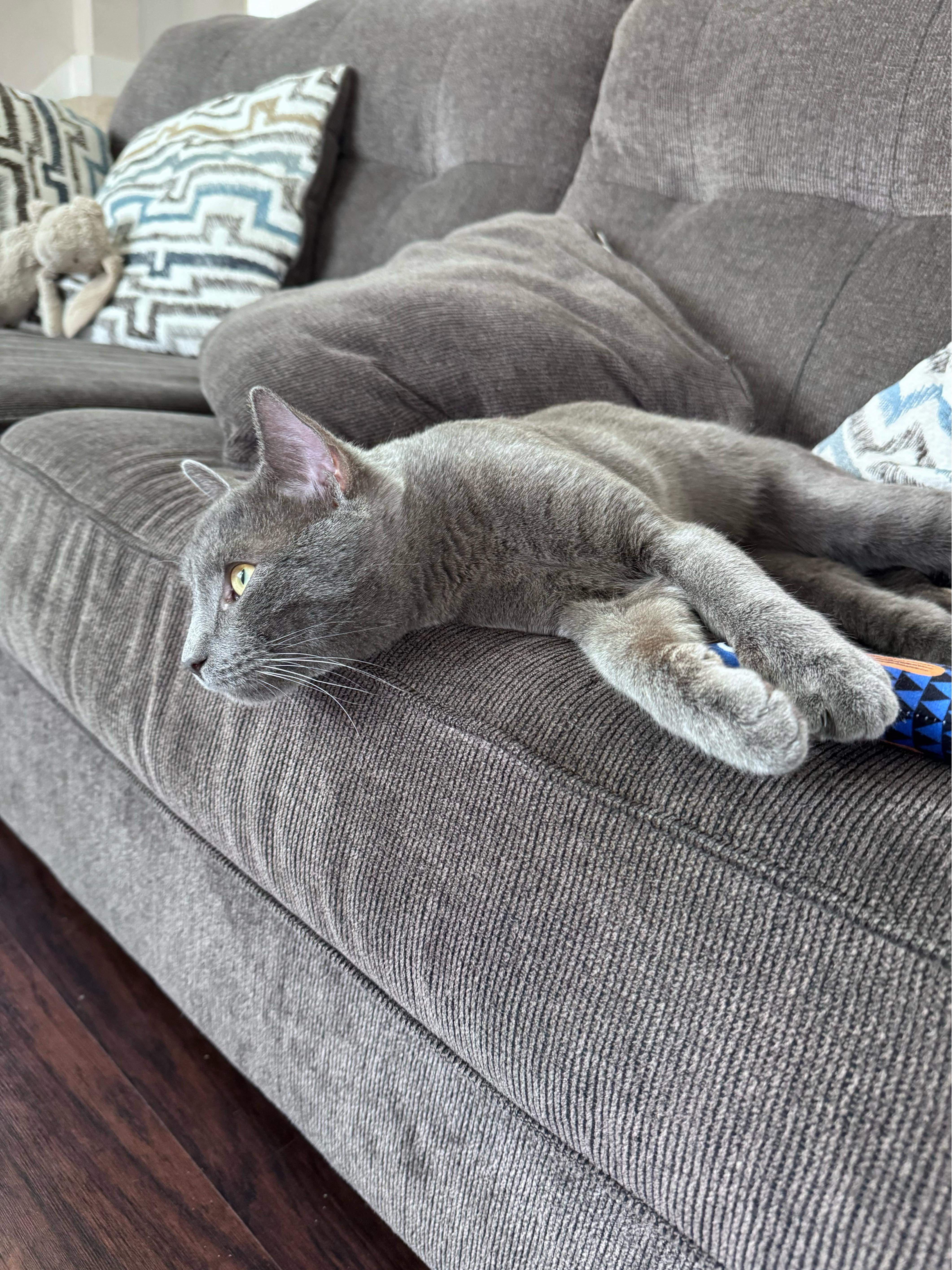 Enlarge Onyx, a Adopted Domestic Short Hair in Beltsville, MD image 2/4