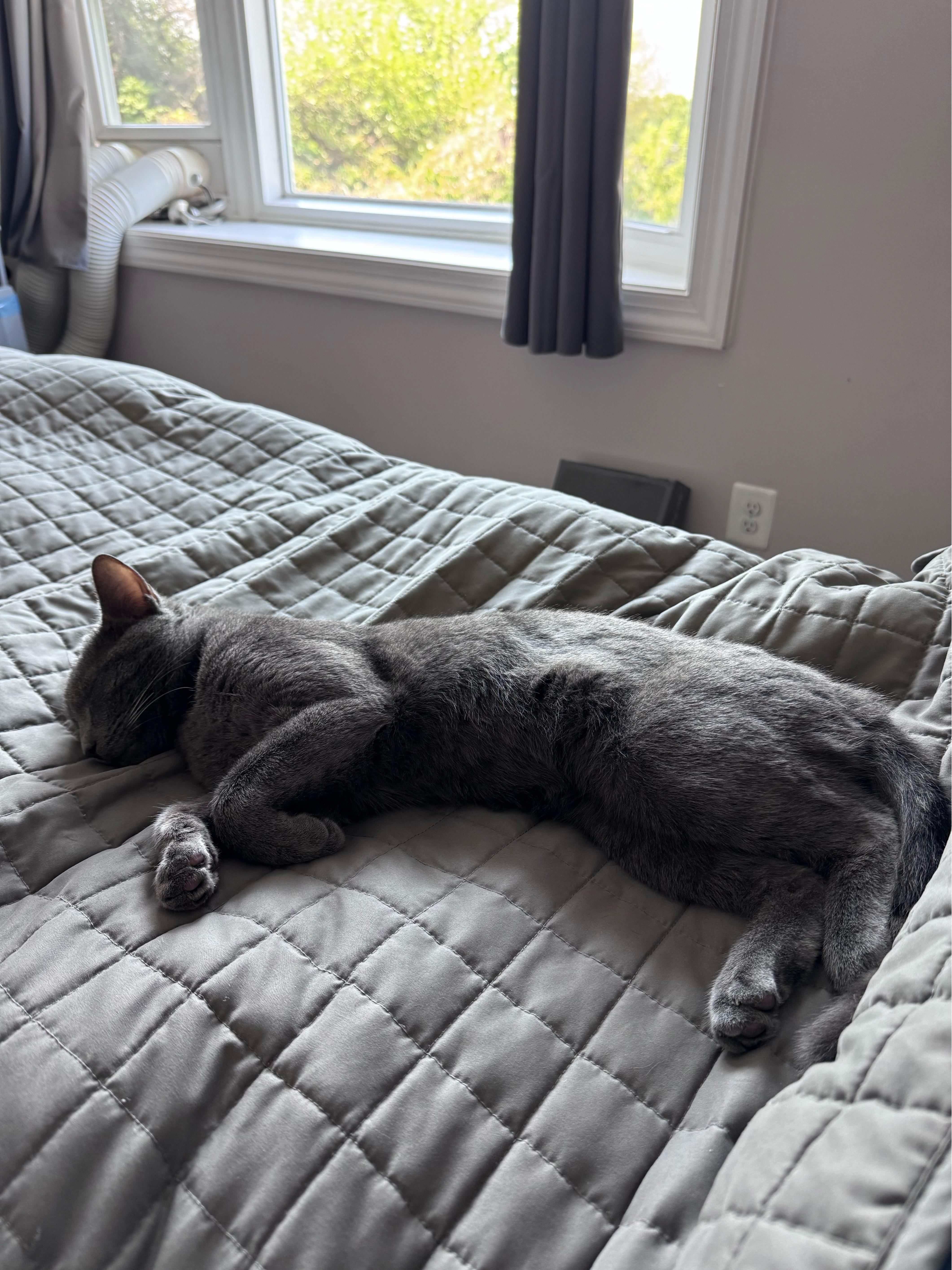 Enlarge Onyx, a Adopted Domestic Short Hair in Beltsville, MD image 4/4