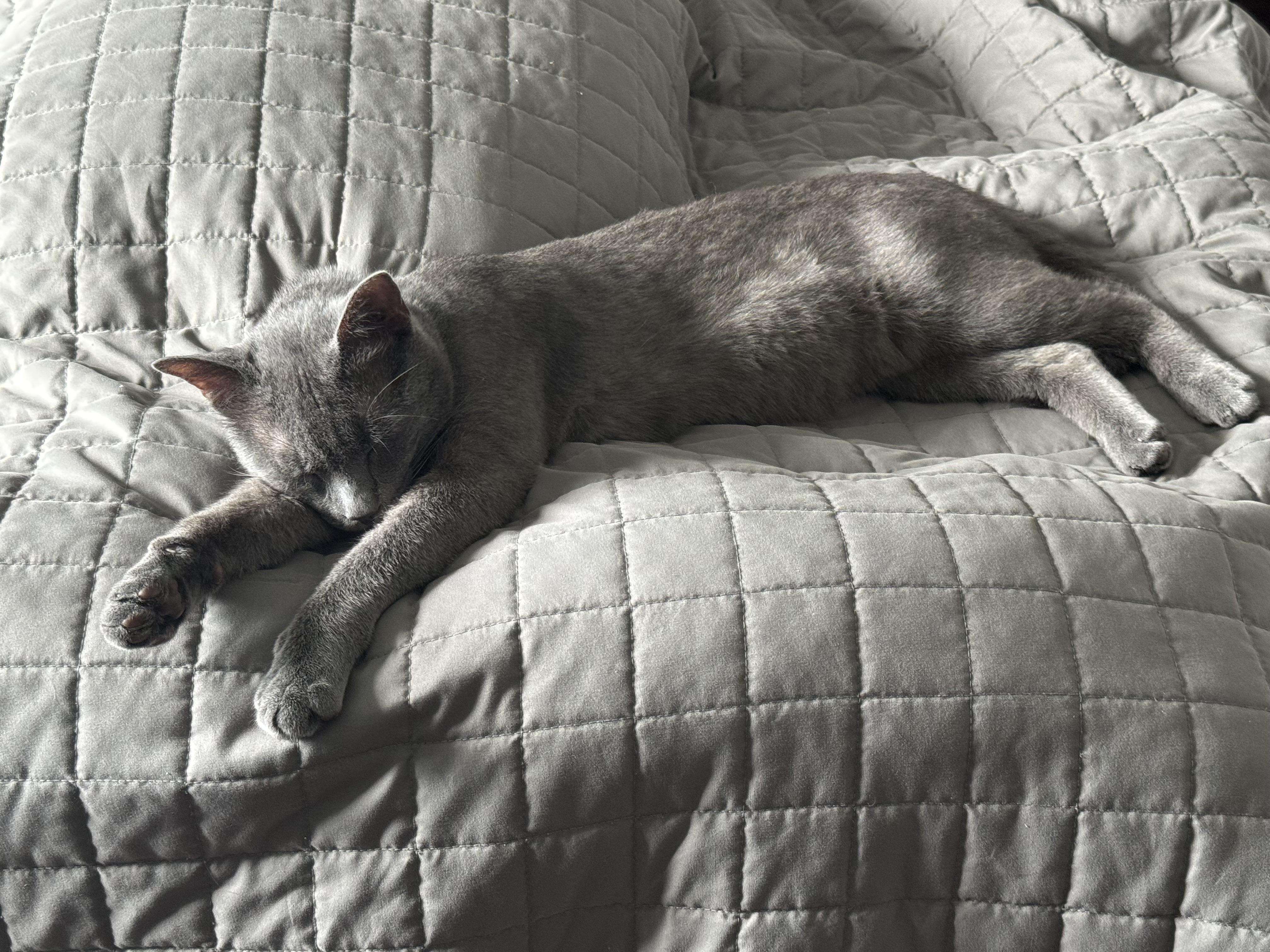 Enlarge Onyx, a Adopted Domestic Short Hair in Beltsville, MD image 3/4