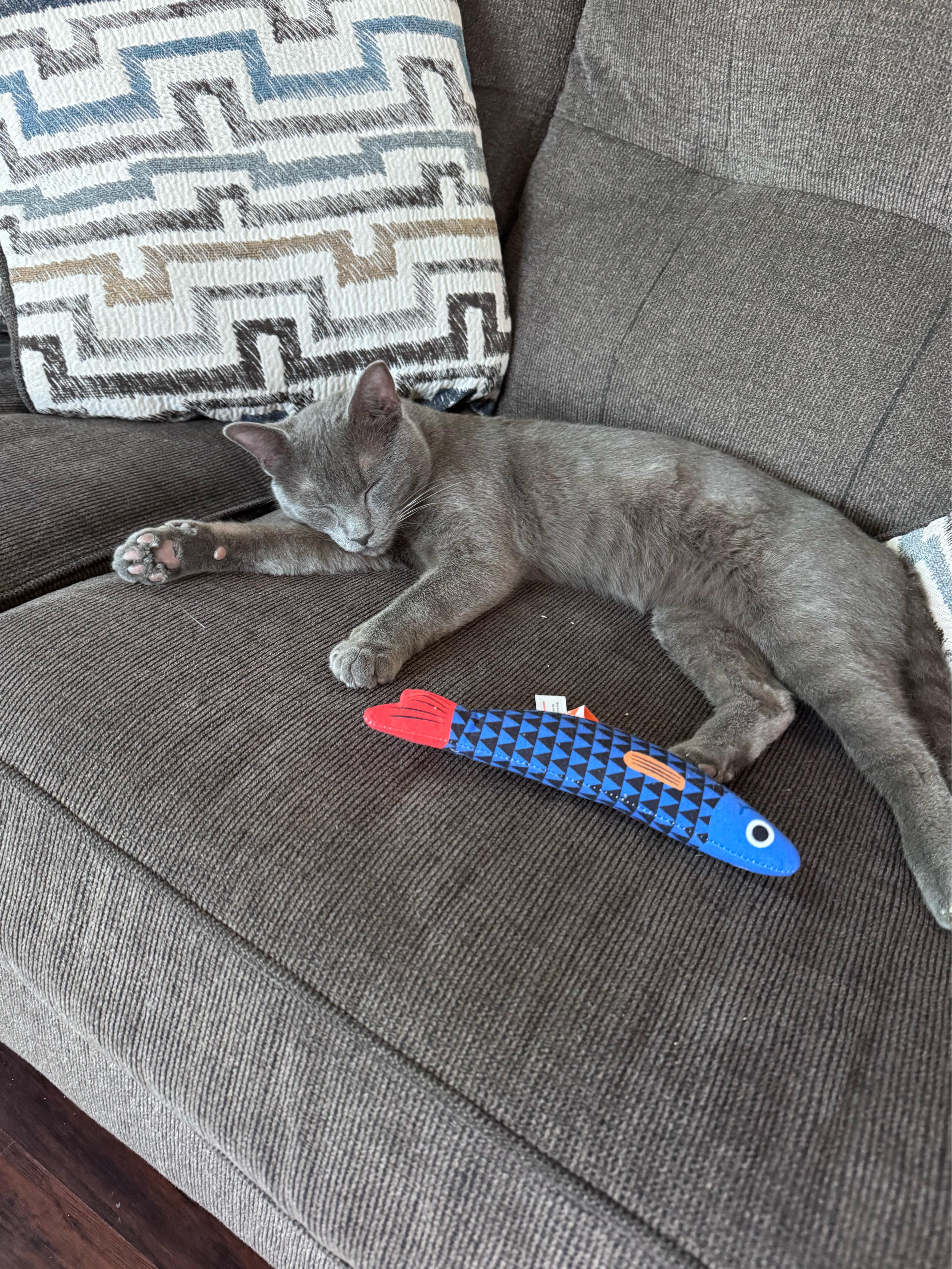 Onyx, Adopted, Young Male Domestic Short Hair.