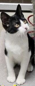 Whitaker, Adoptable, Young Male Domestic Short Hair & Tuxedo.