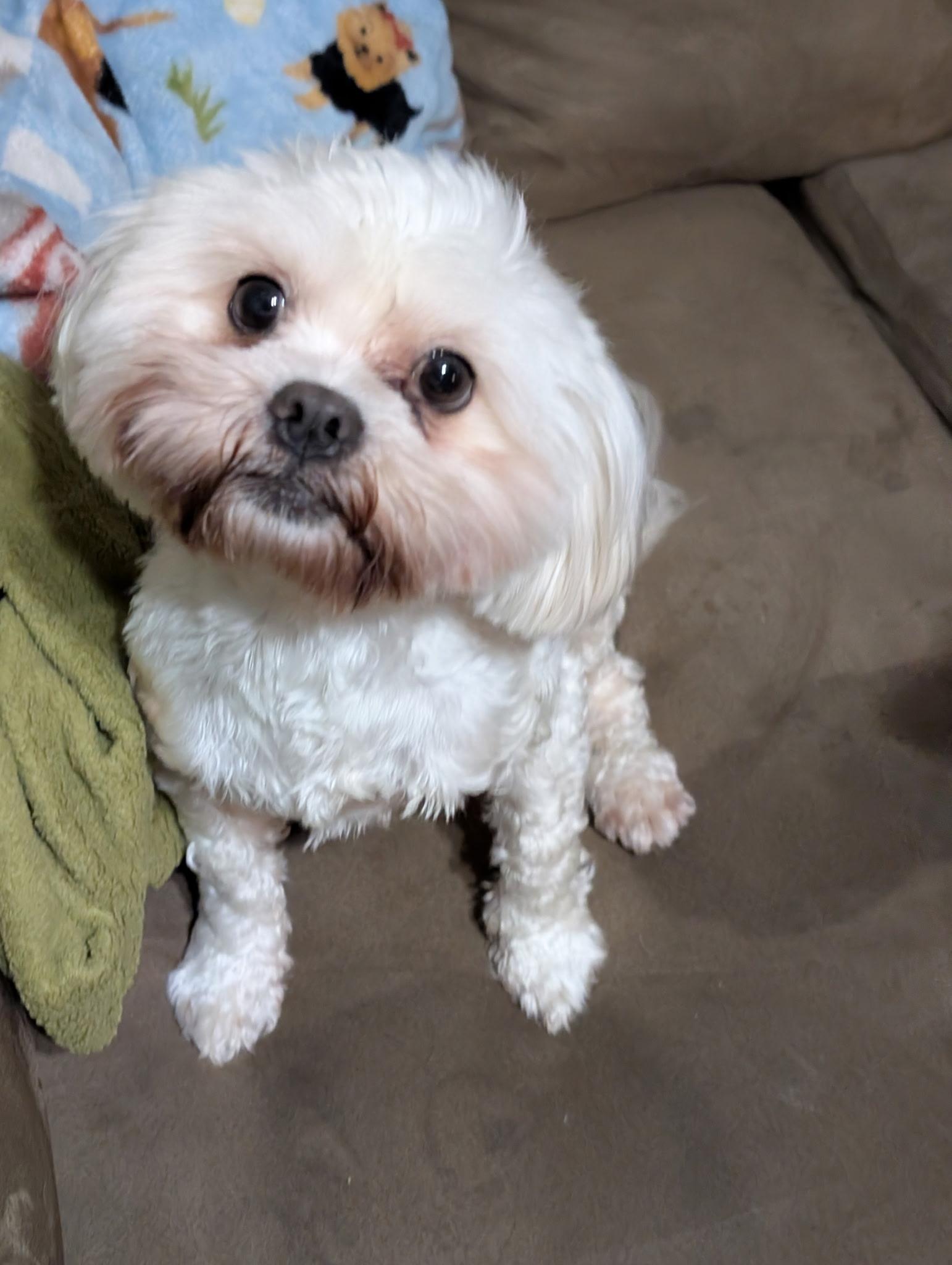 Enlarge Mayo, a Adopted mixed breed in Gibbsboro, NJ image 1/1