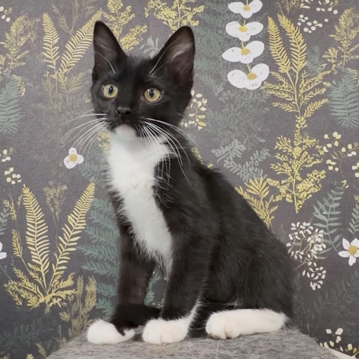Milwaukee, a ADOPTABLE Domestic Short Hair in Midvale, UT image 3/4