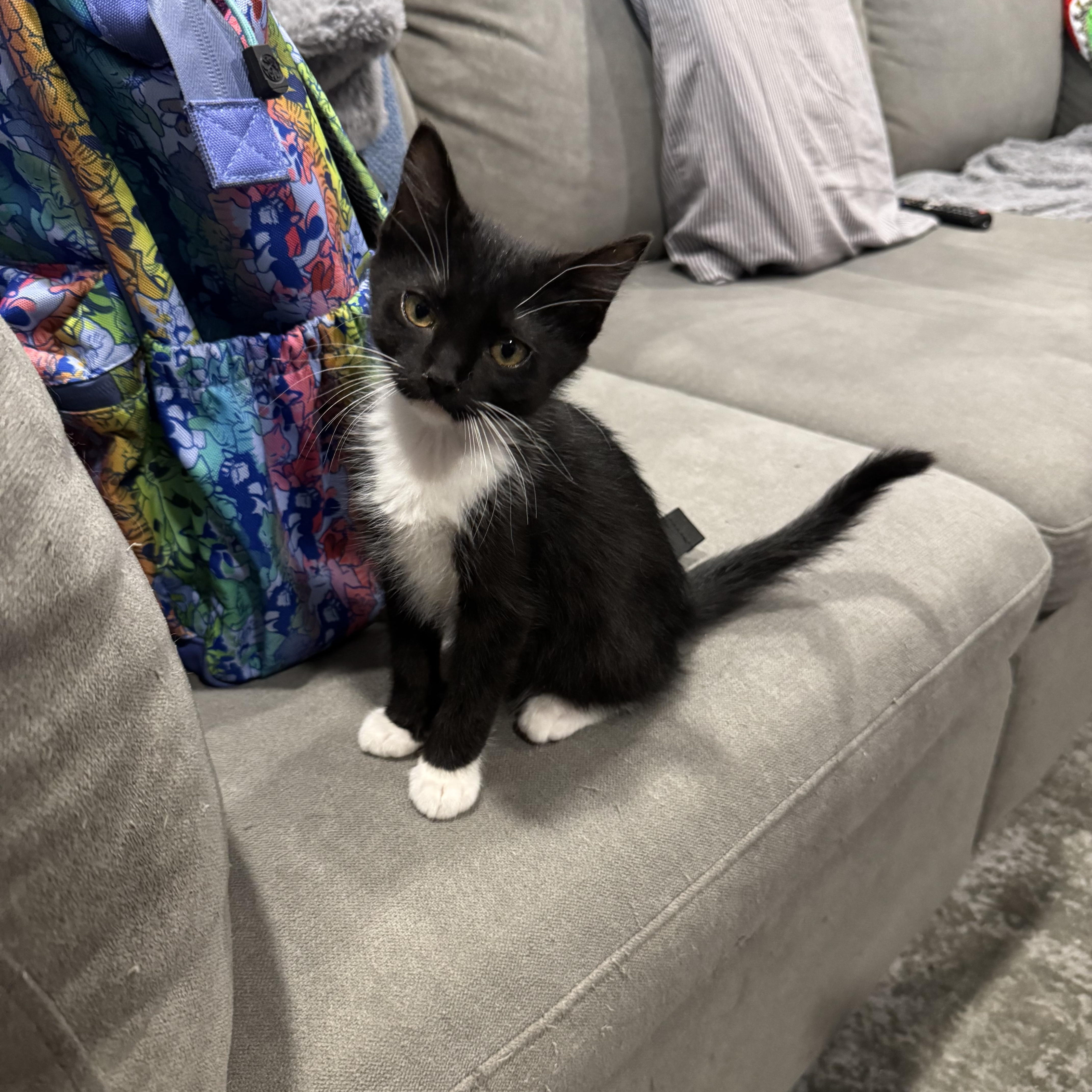 Milwaukee, a ADOPTABLE Domestic Short Hair in Midvale, UT image 2/4