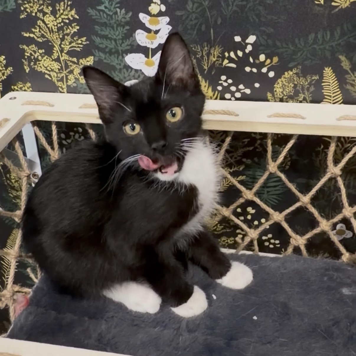 Milwaukee, a ADOPTABLE Domestic Short Hair in Midvale, UT image 4/4