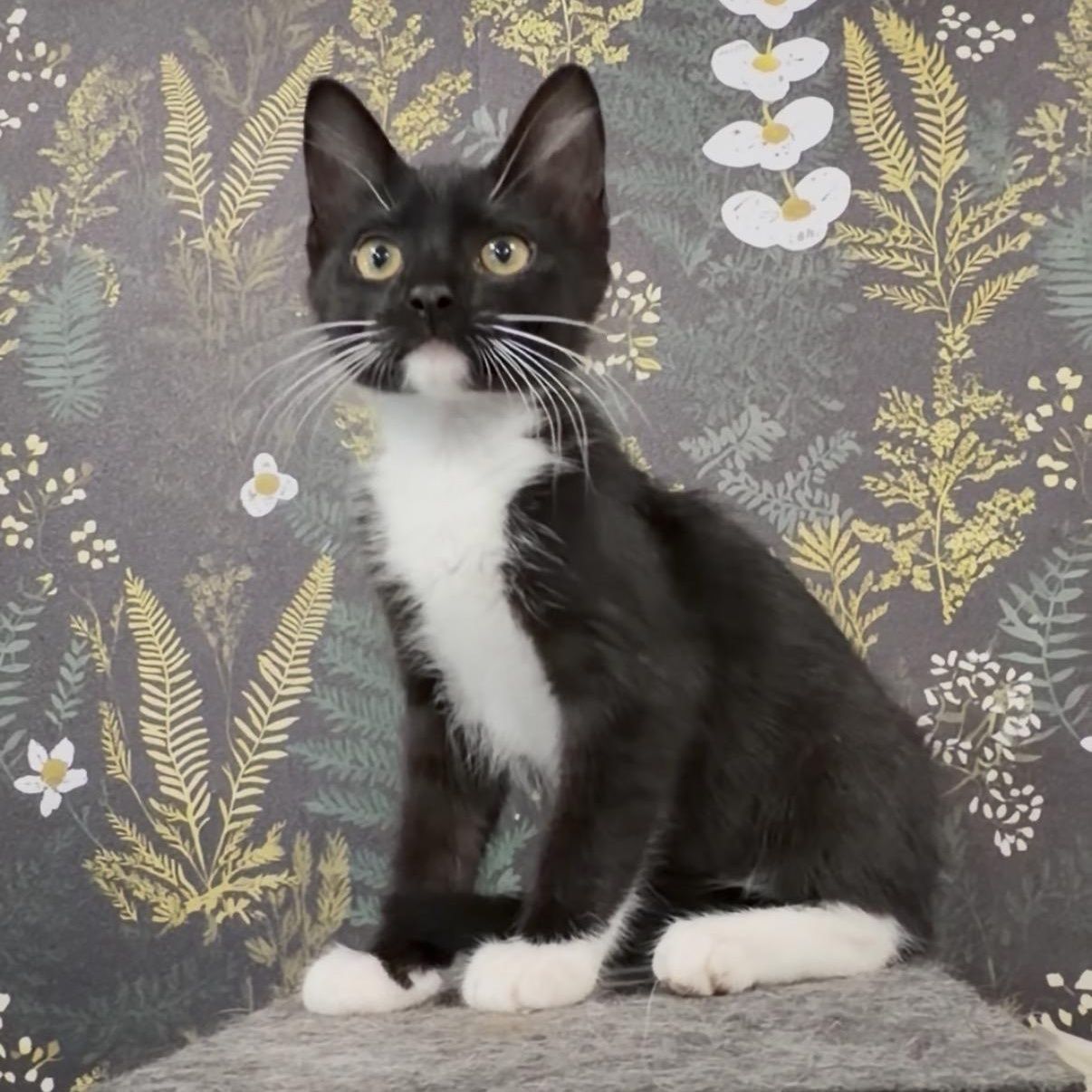 Milwaukee, ADOPTABLE, Kitten Male Domestic Short Hair.