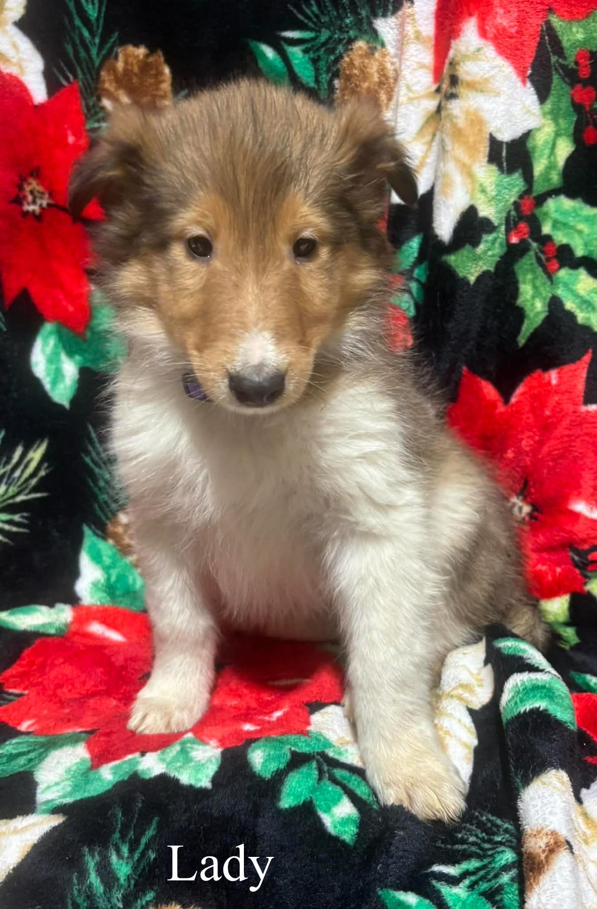 Lady!!, an adopted Rough Collie in Celina, OH image 1/4