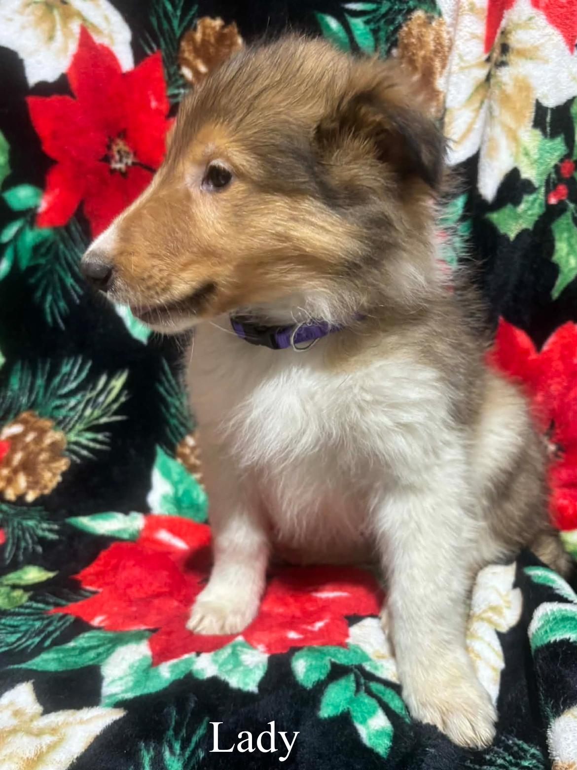 Lady!!, an adopted Rough Collie in Celina, OH image 2/4