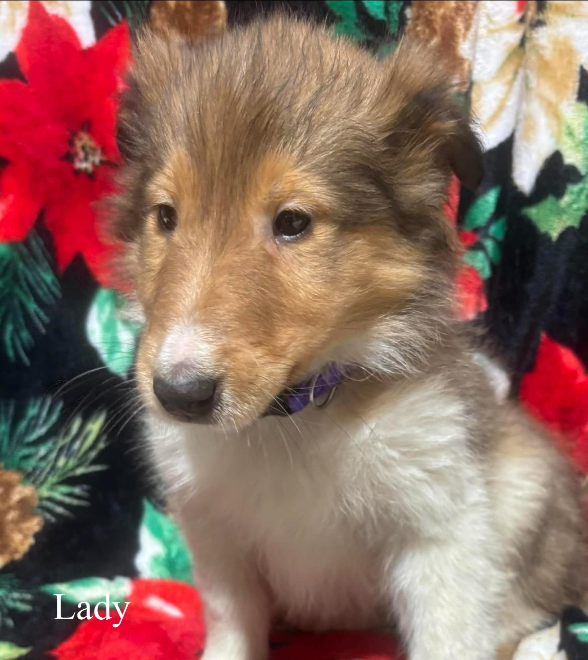 Lady!!, an adopted Rough Collie in Celina, OH image 3/4