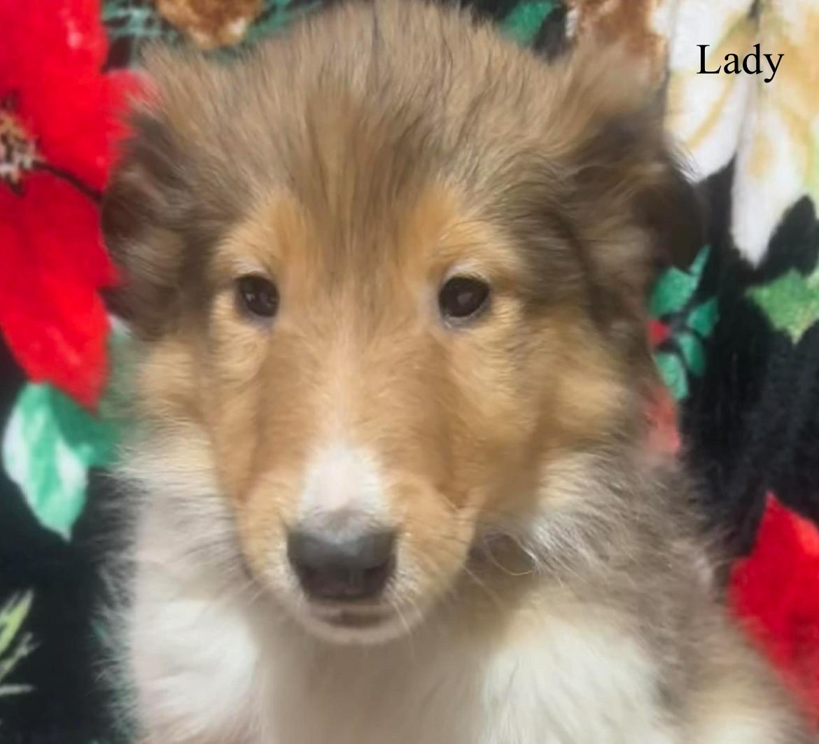Lady!!, an adopted Rough Collie in Celina, OH image 4/4