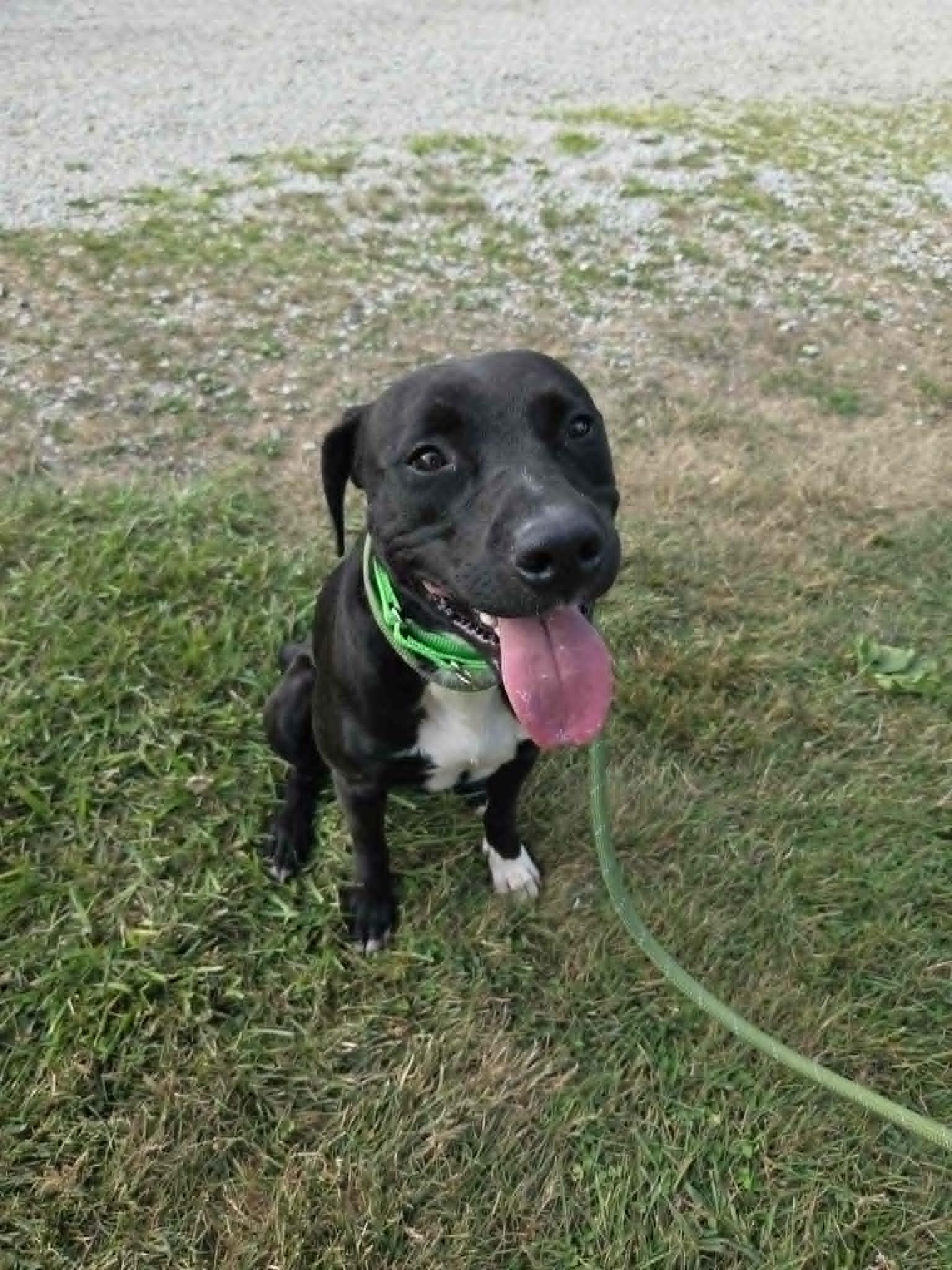 Bishop-Not Accepting Applications Yet, a Adoptable mixed breed in Medina, OH image 5/5