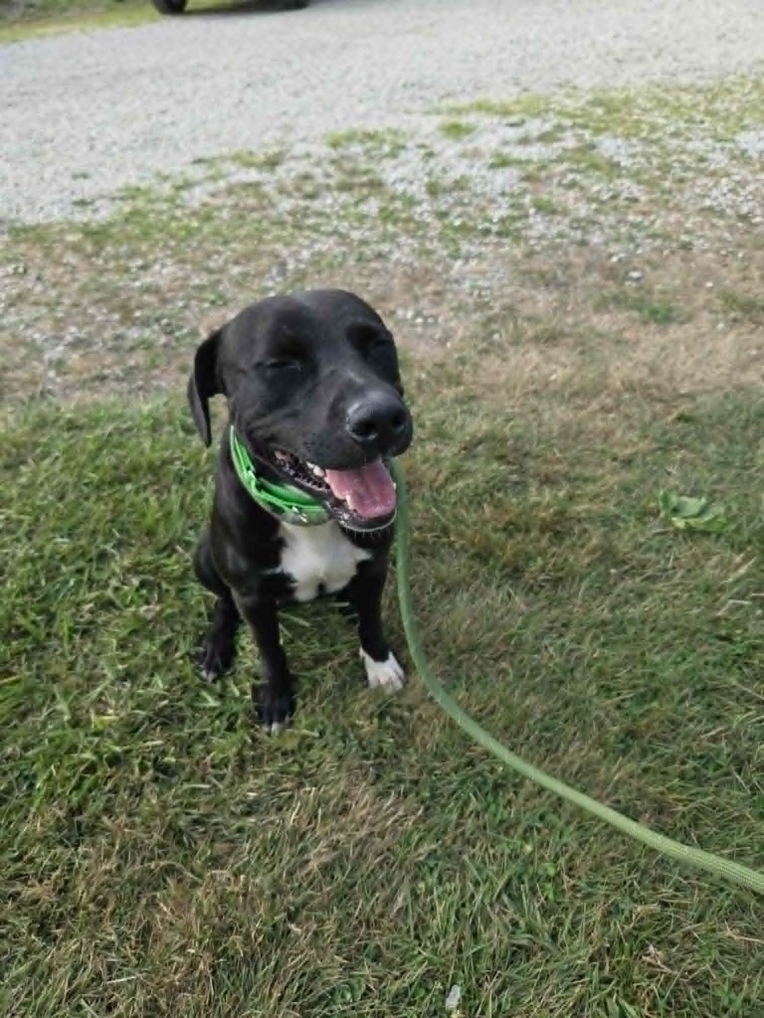 Bishop-Not Accepting Applications Yet, a Adoptable mixed breed in Medina, OH image 4/5