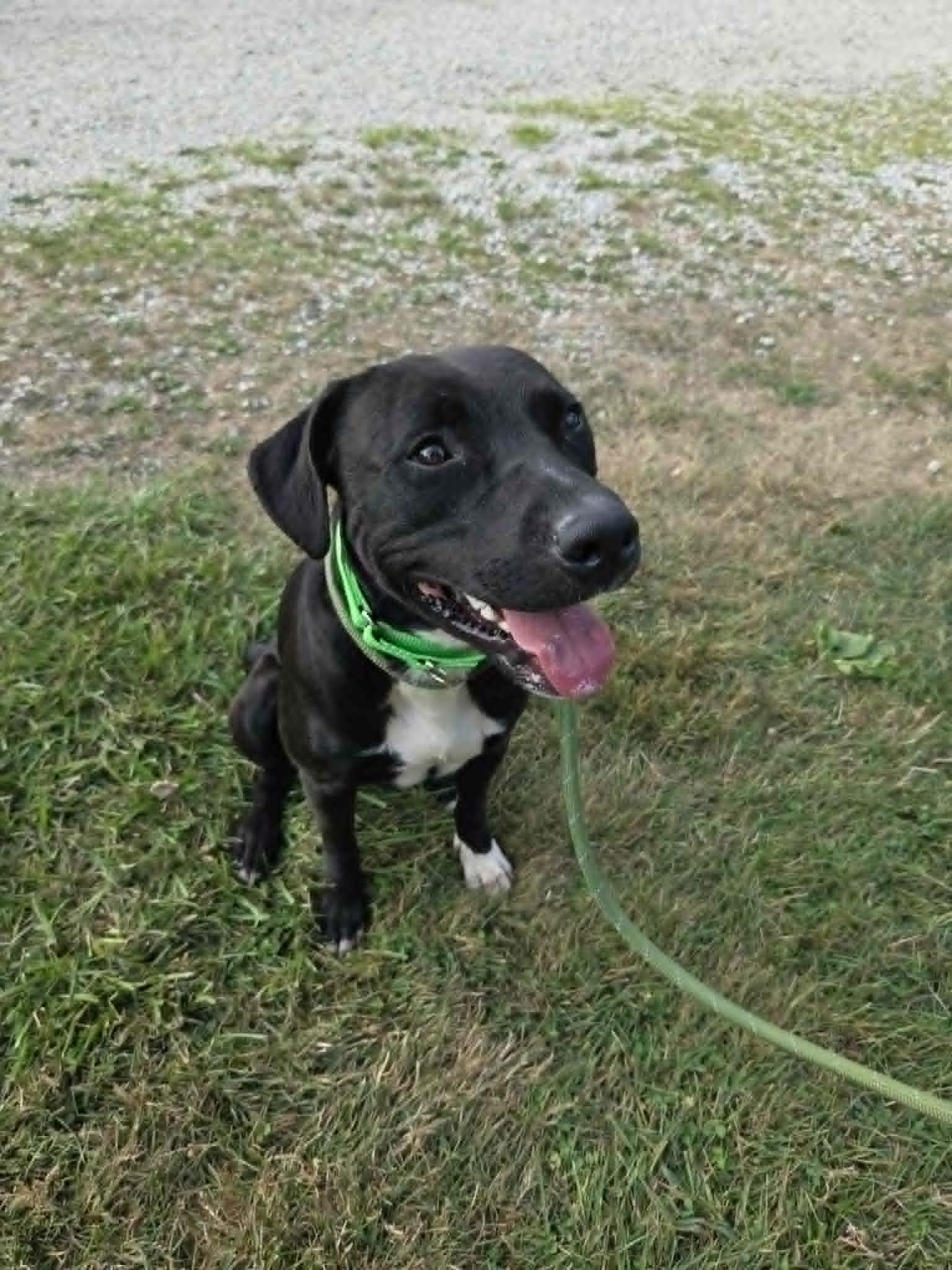 Bishop-Not Accepting Applications Yet, a Adoptable mixed breed in Medina, OH image 2/5