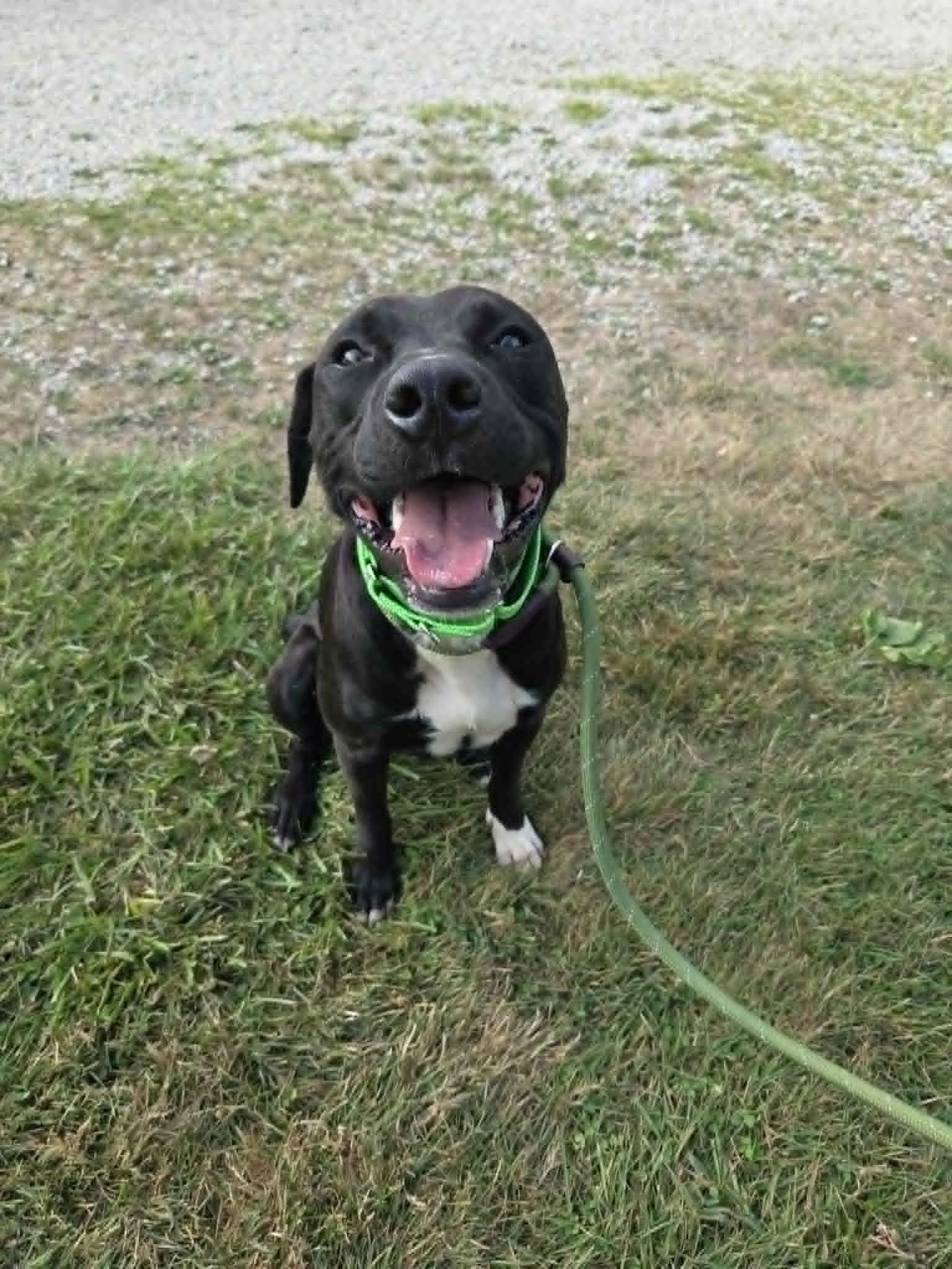 Bishop-Not Accepting Applications Yet, a Adoptable mixed breed in Medina, OH image 3/5