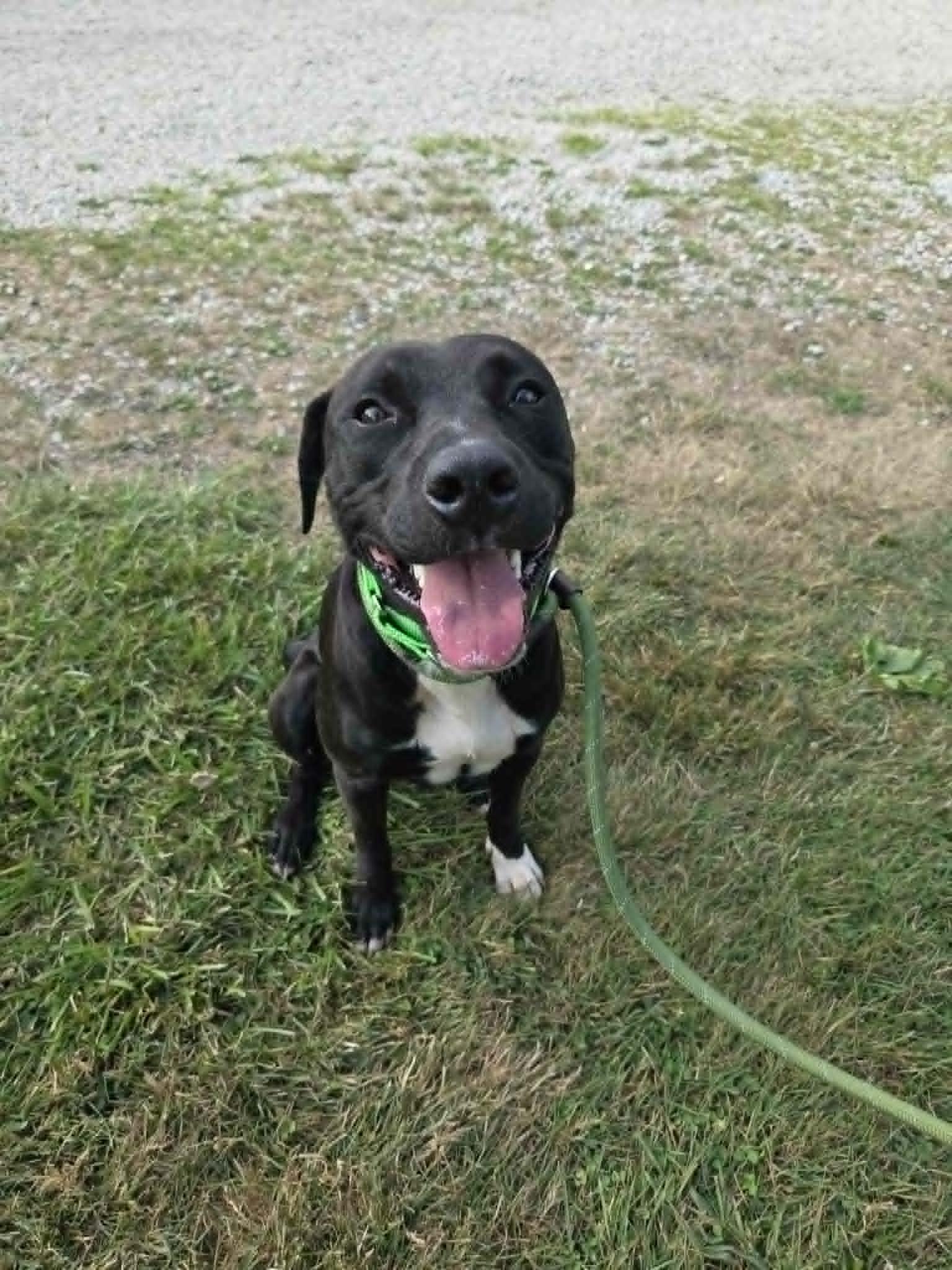 Bishop-Not Accepting Applications Yet, Adoptable, Adult Male Black Labrador Retriever.