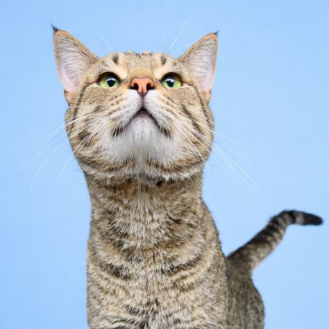 Thumper, Adoptable, Adult Male Domestic Short Hair.