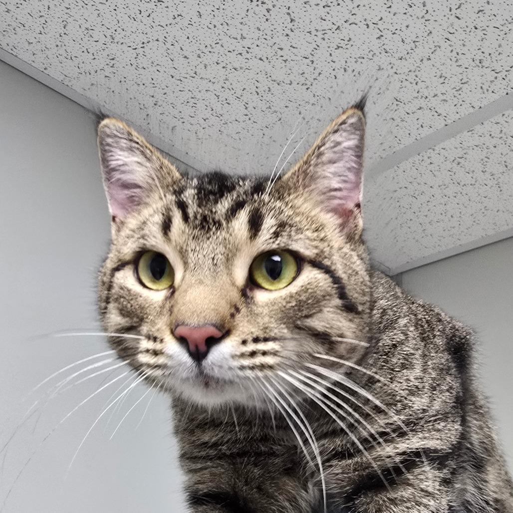 Thumper, a Adoptable Domestic Short Hair in Concord, NC image 2/3