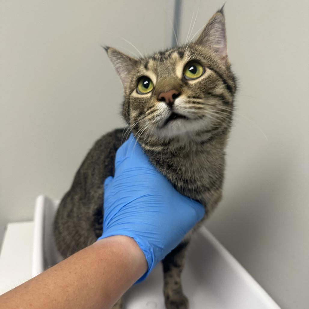 Thumper, a Adoptable Domestic Short Hair in Concord, NC image 3/3