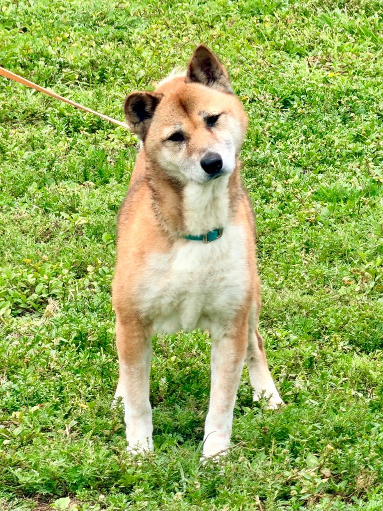 Umami, a Adoptable Shiba Inu in Cape Coral, FL image 1/2
