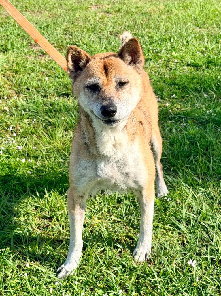 Enlarge Umami, a Adoptable Shiba Inu in Cape Coral, FL image 1/1