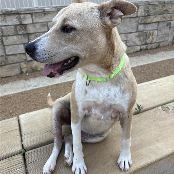 Stella, Adoptable, Adult Female Mixed Breed.