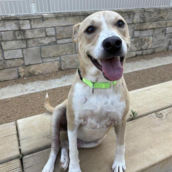 Enlarge Stella, a Adoptable Mixed Breed in Bentonville, AR image 2/3