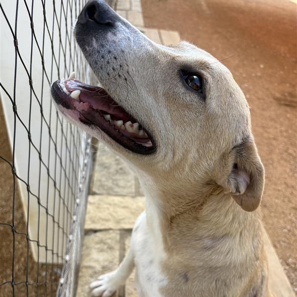Enlarge Stella, a Adoptable Mixed Breed in Bentonville, AR image 3/3