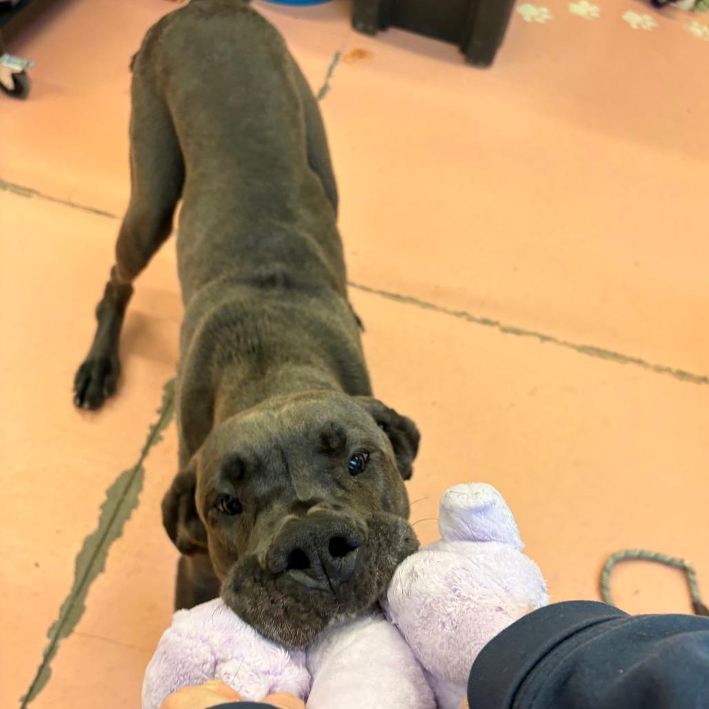 Maeve, Adoptable, Adult Female Great Dane.