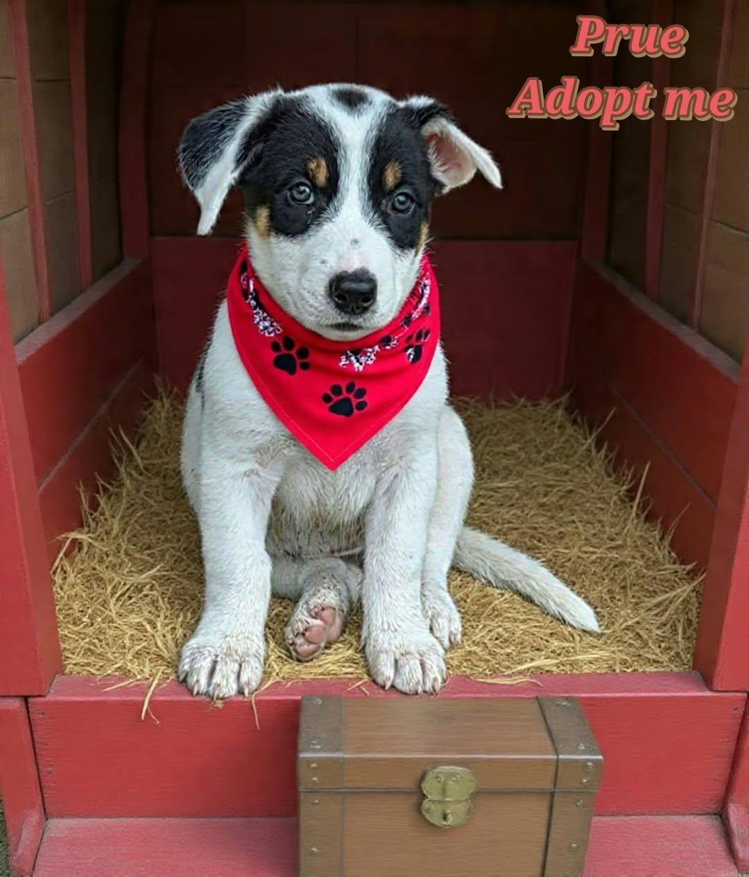 Enlarge Prue, a Adopted mixed breed in Grove, OK image 3/4