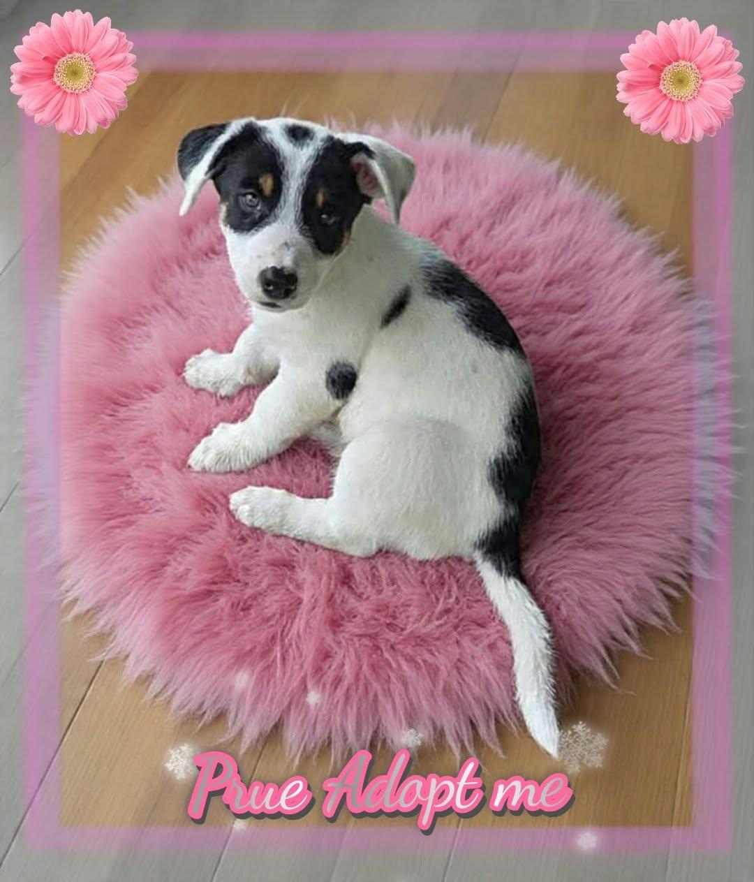 Prue, Adopted, Puppy Female Jack Russell Terrier & Rat Terrier.